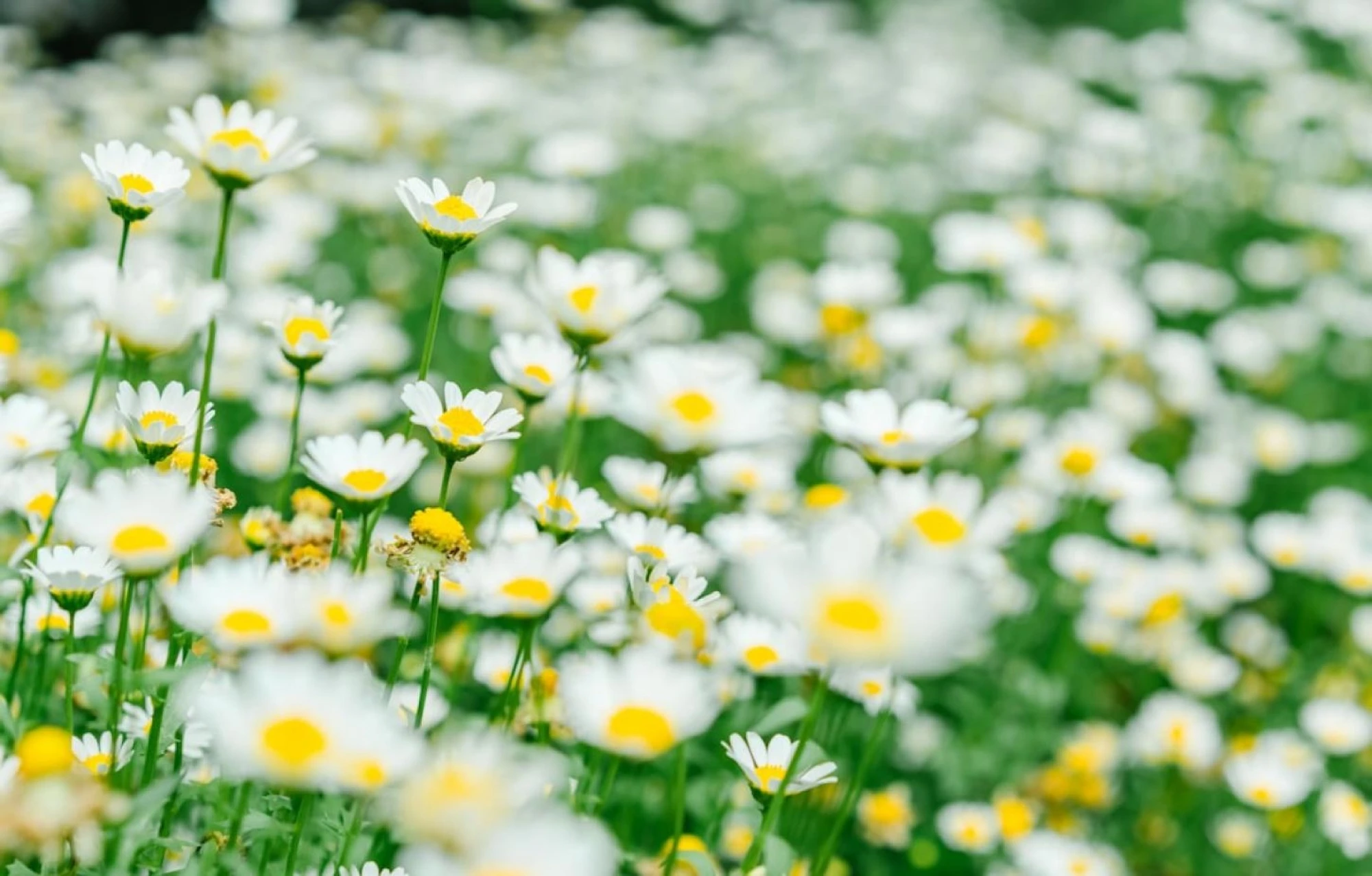 Photo 1558272995 811f7a9567c6 448