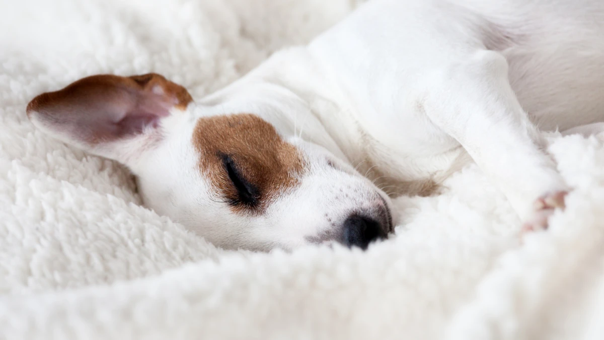 Hotel Gran Derby Barcelona Hotel Gran Derby Barcelona