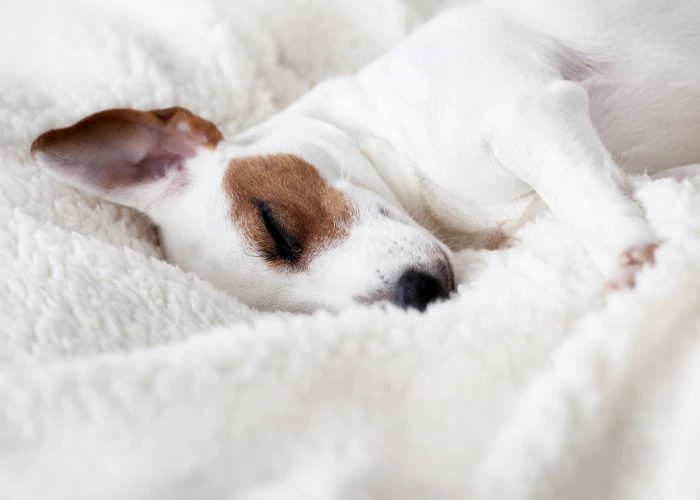 Hotel Gran Derby Barcelona Hotel Gran Derby Barcelona