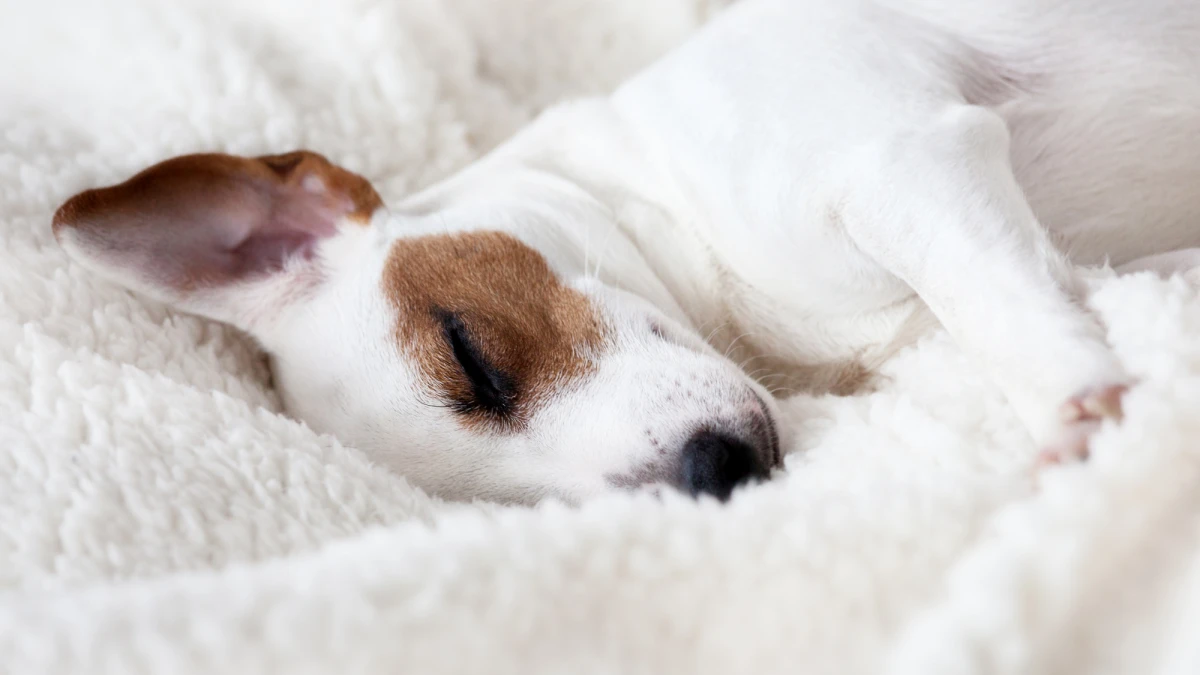 Hotel Balmes Barcelona Hotel Balmes Barcelona