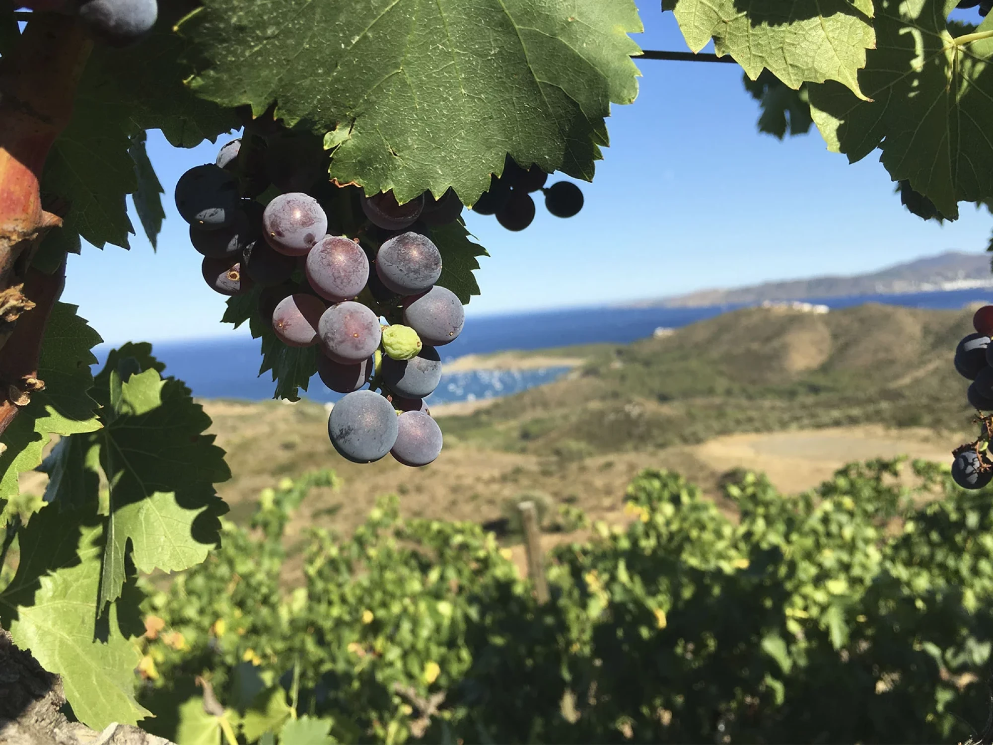 Walking costabrava experiences wine