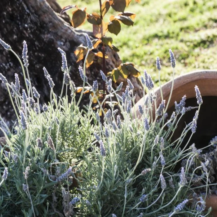 Promociones-Web Oficial ® Hotel Suites Natura Mas Tapiolas