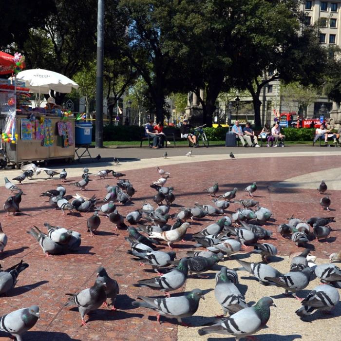 Plaça Catalunya | Barcelona Plaça Catalunya | Barcelona