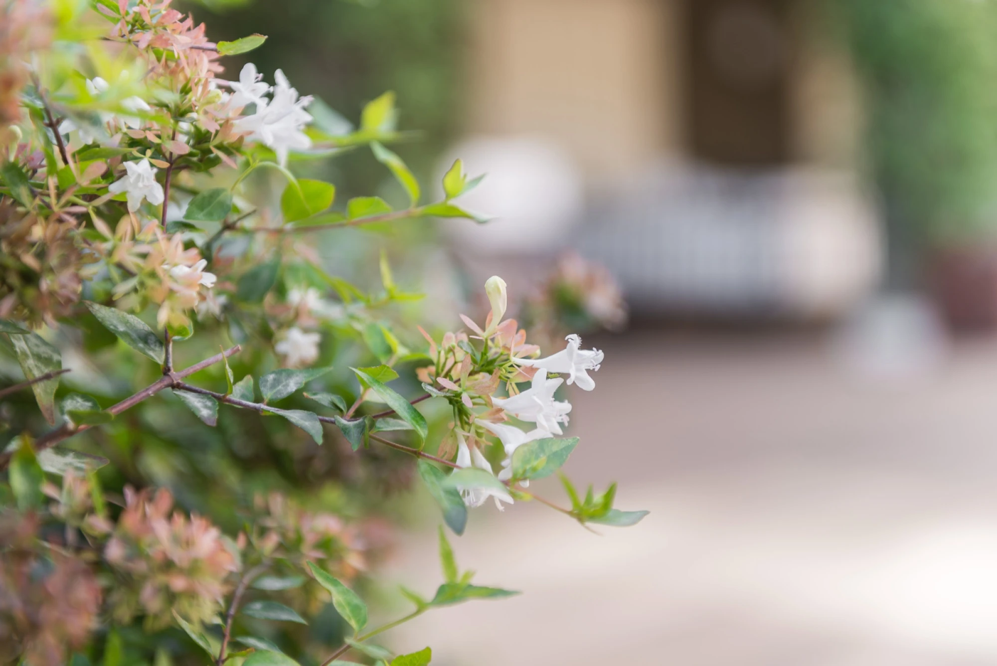 Terraza Jardín | Hotel Granvia