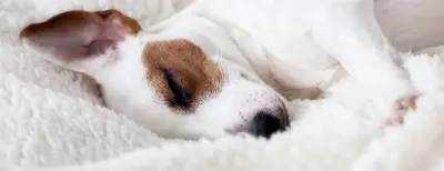 Travel with dogs Derby Hotels Collection