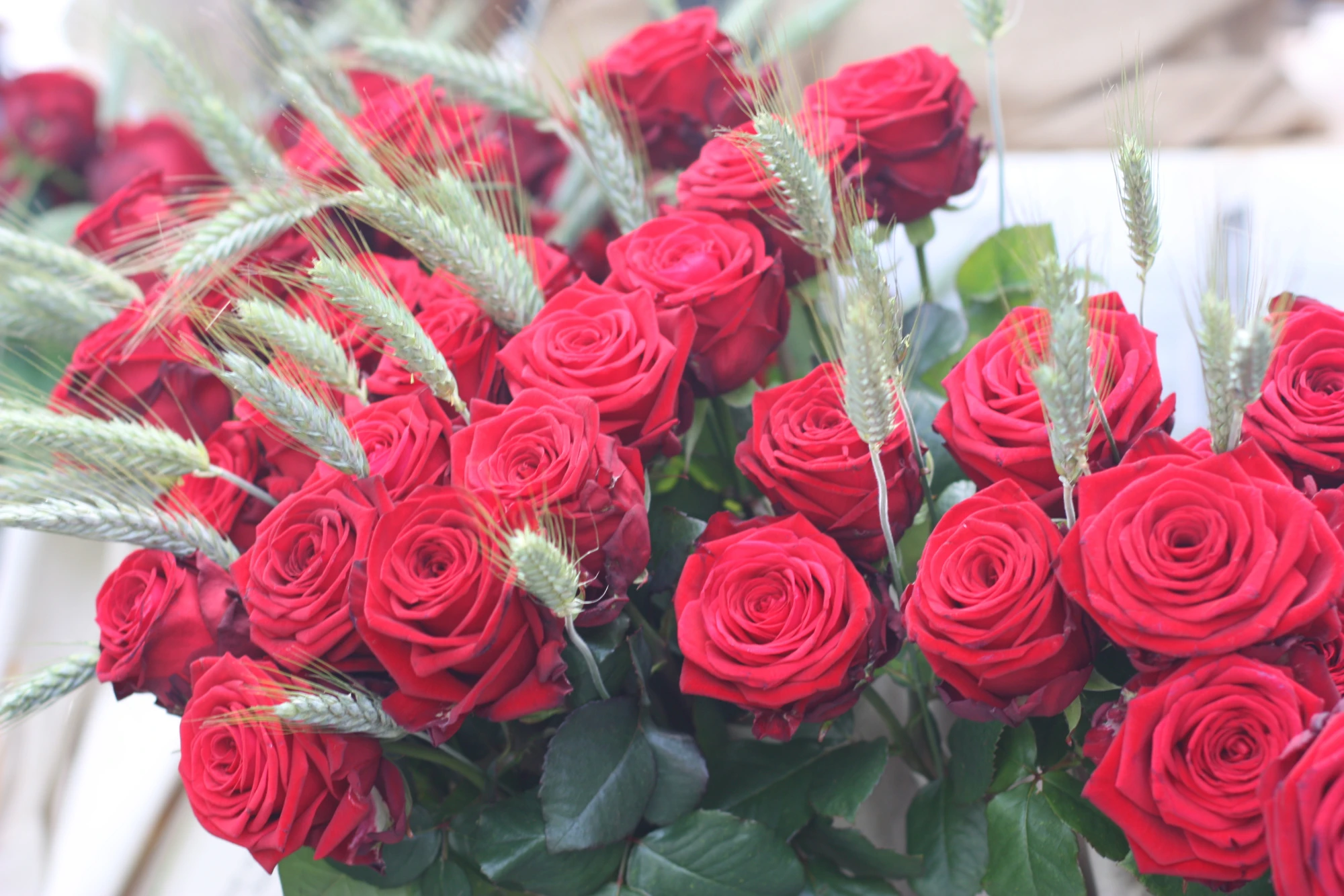 Se ve un ramo de rosas rojas con hojas verdes en un jarrón.