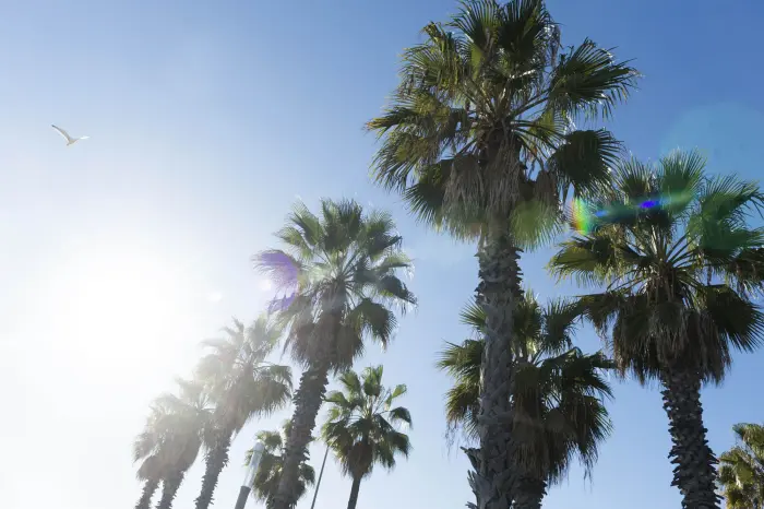 Se ven varias palmeras altas contra un cielo azul con luz del sol.