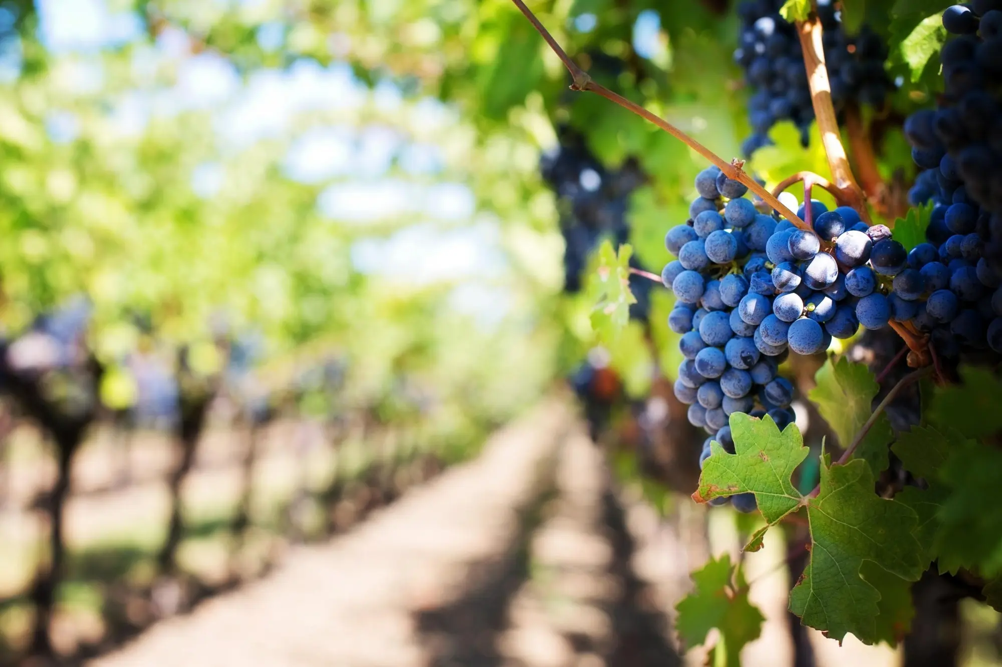 Uvas