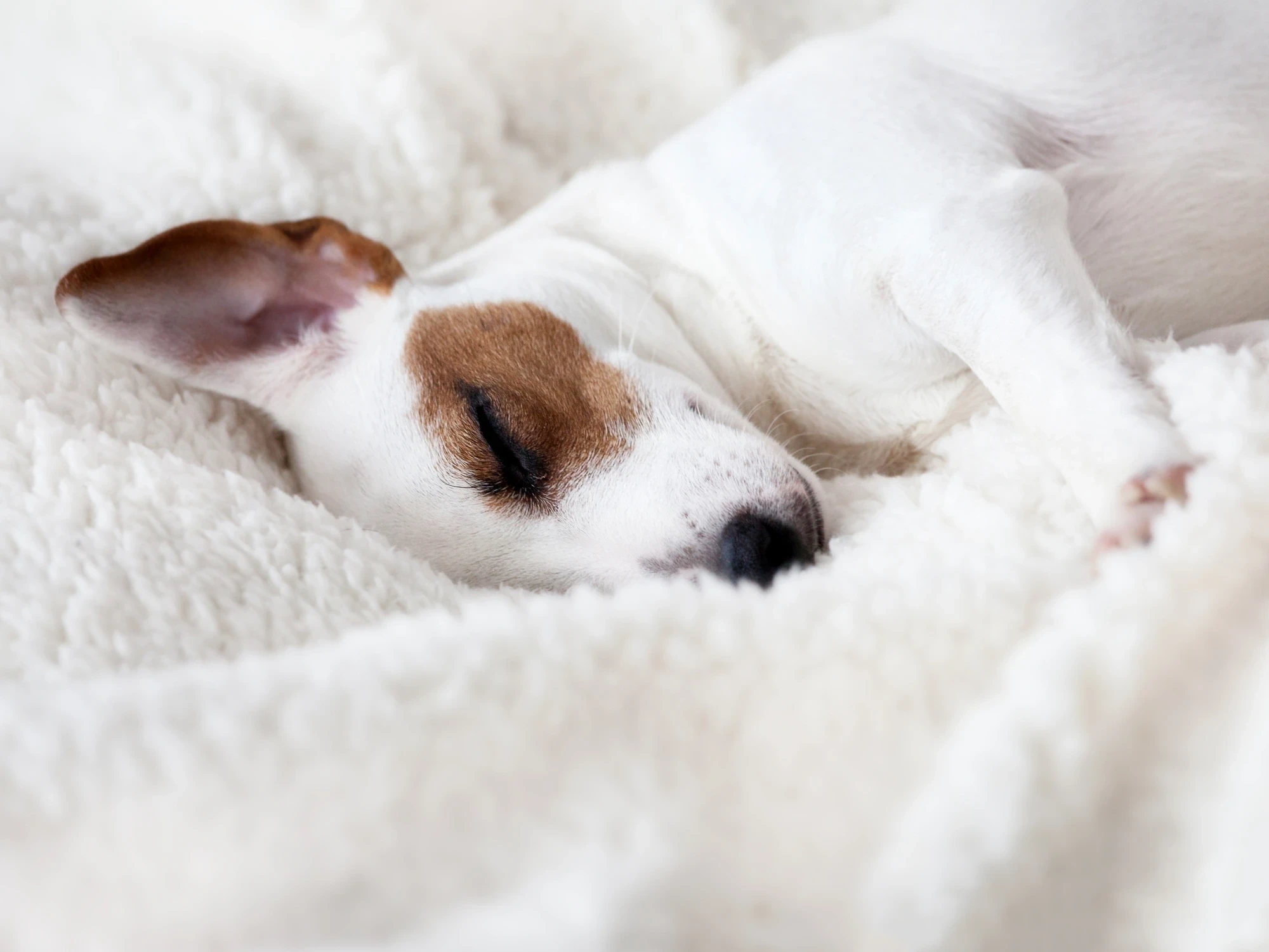 Viajar con perros es muy fácil con Derby Hotels Collection.