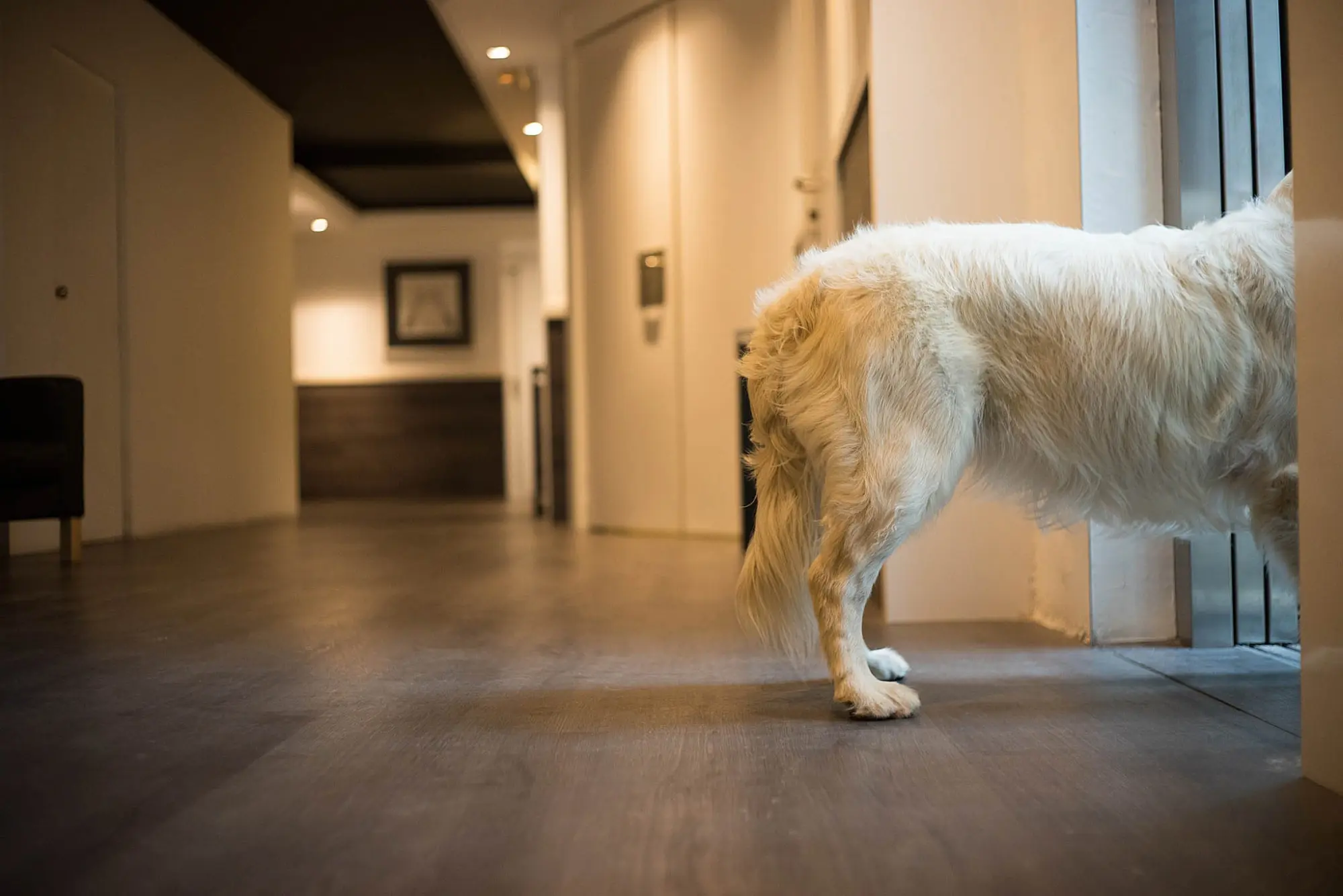 Pet friendly - Hotel Paral·lel | Barcelona