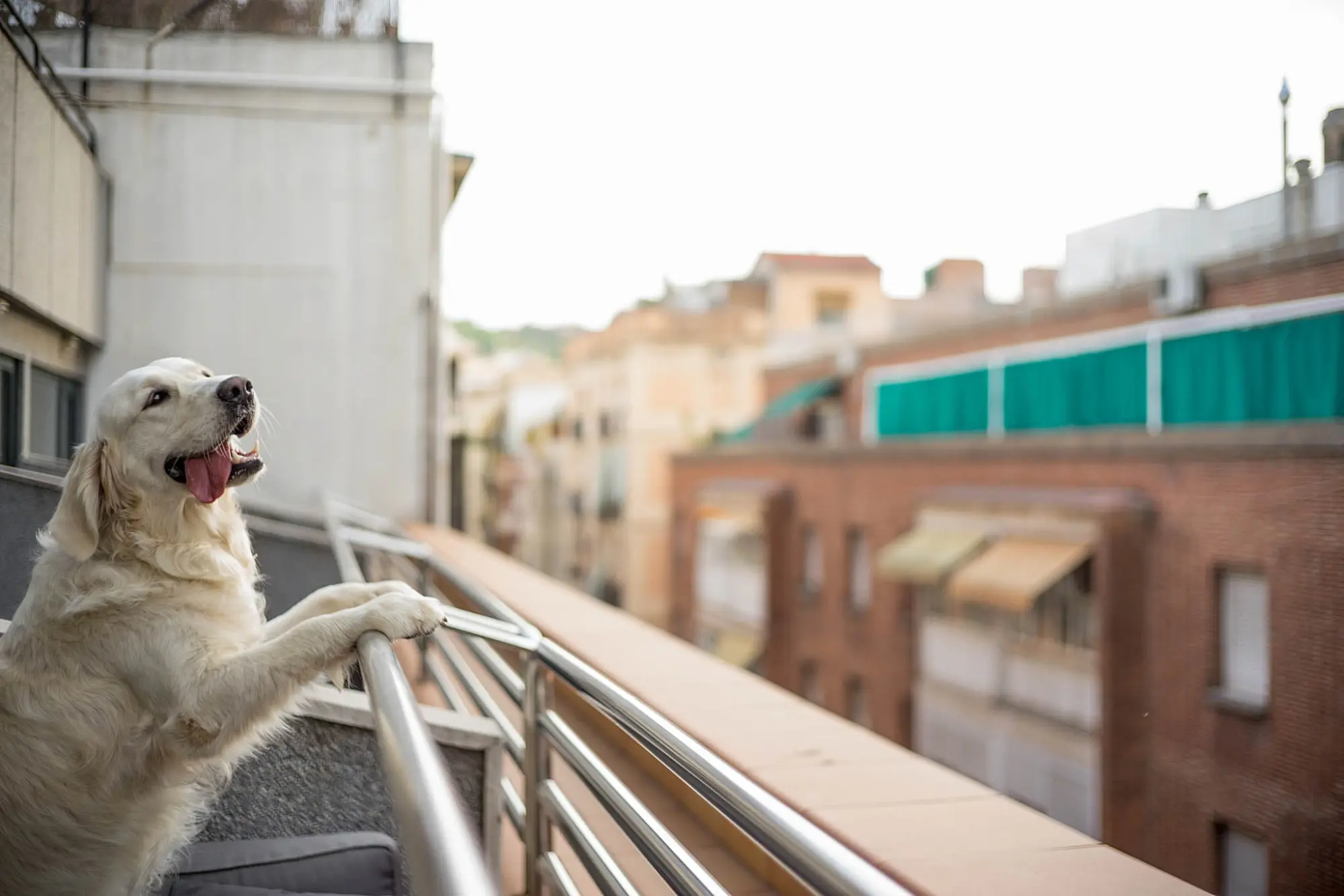 Pet friendly - Hotel Paral·lel | Barcelona